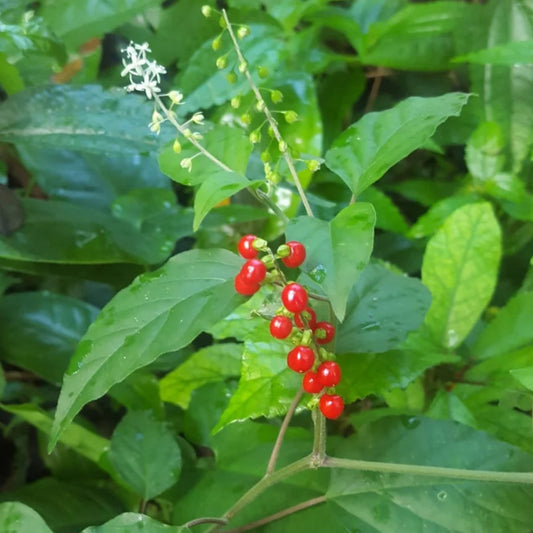 Jamaican Dog Blood (Wild Crafted)